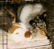 Denver & Buster