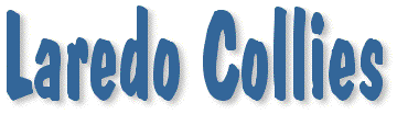 Laredo Collies