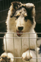 Denver 14 wks