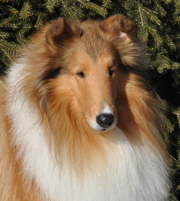 Tucker 2012